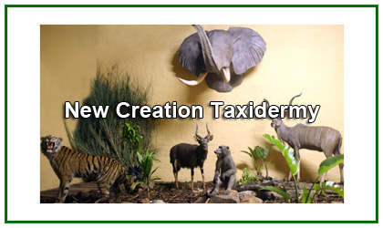 New Creation Taxidermy